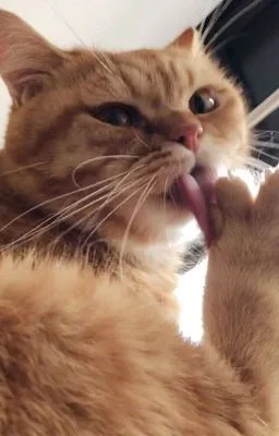 Ảnh bìa của [Truyện Gay] NGỌC HI KÝ (Đam Mỹ – Song Tính)